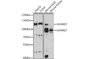 Western blot analysis of extracts of various cell lines, using  antibody (ABIN3015338, ABIN3015339, ABIN5663782 and ABIN6213995) at 1:1000 dilution. (ADAM17 anticorps  (C-Term))