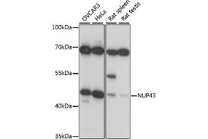 Western blot analysis of extracts of various cell lines, using NUP43 antibody (ABIN7269043) at 1:1000 dilution.