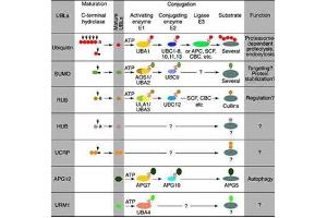 Conjugation pathways for ubiquitin and ubiquitin-like modifiers (UBLs).