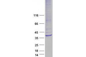 Hydrogen Voltage-Gated Channel 1 (HVCN1) (Transcript Variant 2) protein (Myc-DYKDDDDK Tag)