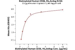 Immobilized Human R-Spondin 1, His Tag (ABIN2181684,ABIN2181683) at 5 μg/mL (100 μL/well) can bind Biotinylated Human CD36, His,Avitag (ABIN6972985) with a linear range of 0. (CD36 Protein (CD36) (AA 30-439) (His tag,AVI tag,Biotin))