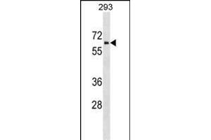 ZNHIT6 Antibody (C-term) (ABIN1537170 and ABIN2849204) western blot analysis in 293 cell line lysates (35 μg/lane). (ZNHIT6 anticorps  (C-Term))