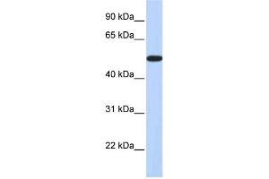 WB Suggested Anti-HOXA3 Antibody Titration:  0. (HOXA3 anticorps  (Middle Region))