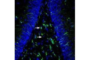 Expression of MRGE in rat hippocampus - Immunohistochemical staining of perfusion-fixed frozen rat brain sections with Anti-MRGPRE Antibody (ABIN7043319, ABIN7044604 and ABIN7044605), (1:200), followed by goat-anti-rabbit-AlexaFluor-488.