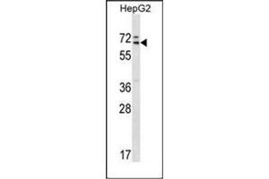 Western blot analysis of MED26 Antibody (Center) in HepG2 cell line lysates (35ug/lane). (MED26 anticorps  (Middle Region))