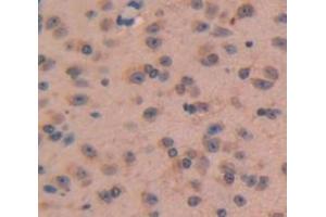 IHC-P analysis of Mouse Tissue, with DAB staining. (NPPC anticorps  (AA 18-104))
