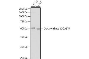 Western blot analysis of extracts of various cell lines, using CoA synthase (COASY) antibody (ABIN7266420) at 1:1000 dilution. (COASY anticorps)