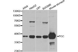 Western blot analysis of extracts of various cell lines, using PGC antibody. (PGC anticorps  (AA 100-200))