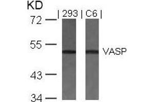 Western blot analysis of extracts from 293 and C6 cells using VASP(Ab-157) Antibody. (VASP anticorps)