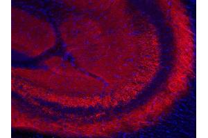 Indirect immunostaining of PFA fixed mouse hippocampus section (dilution 1 : 200; red). (SYN2 anticorps)