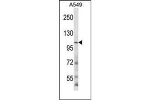 Western blot analysis ofGRIN3B Antibody (C-term) in A549 cell line lysates (35ug/lane).