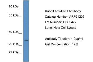 Western Blotting (WB) image for anti-Uracil-DNA Glycosylase (UNG) (C-Term) antibody (ABIN2788718) (UNG anticorps  (C-Term))