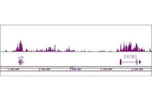 Histone H4K20me1 antibody (mAb) tested by ChIP-Seq.