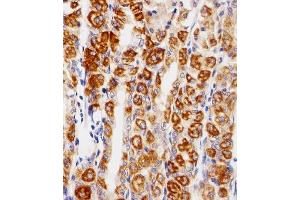 Immunohistochemical analysis of paraffin-embedded H.