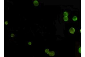 Immunocytochemistry staining of Jurkat cells fixed with -20 °C Ethanol and using anti-ACR (C-terminus) mouse mAb (dilution 1:100).