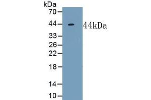 Detection of Recombinant NPFF, Mouse using Polyclonal Antibody to Neuropeptide FF (NPFF) (Neuropeptide FF anticorps  (AA 15-113))