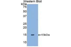 Detection of Recombinant TPS, Canine using Polyclonal Antibody to Tryptase (TPS) (TPSAB1 anticorps  (AA 151-275))