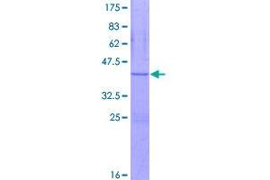 Image no. 1 for ATP Synthase, H+ Transporting, Mitochondrial F0 Complex, Subunit F6 (ATP5J) (AA 1-108) protein (GST tag) (ABIN1346076)