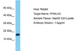 Host: Rabbit Target Name: PPIAL4G Sample Type: HepG2 Whole Cell lysates Antibody Dilution: 1.