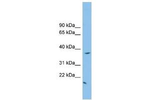 WB Suggested Anti-FKBPL Antibody Titration: 0. (FKBPL anticorps  (N-Term))