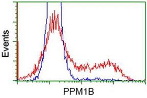 HEK293T cells transfected with either RC212918 overexpress plasmid (Red) or empty vector control plasmid (Blue) were immunostained by anti-PPM1B antibody (ABIN2454546), and then analyzed by flow cytometry. (PPM1B anticorps)