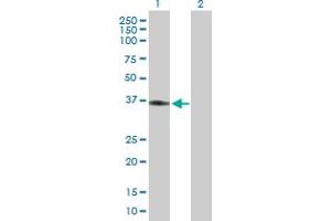 Western Blot analysis of APOL2 expression in transfected 293T cell line by APOL2 MaxPab polyclonal antibody.