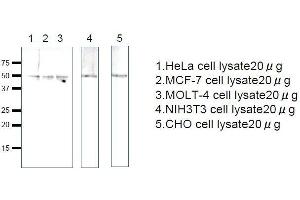 Western Blotting (WB) image for anti-Ras-Related GTP Binding C (RRAGC) (full length) antibody (ABIN2452103) (GTR2 anticorps  (full length))