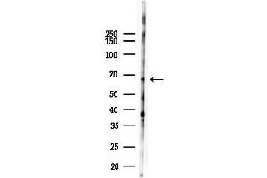 Western blot analysis of lysates from  cells(LPS 4h treatment), using SPPL2B Antibody at 1/1000 dilution.