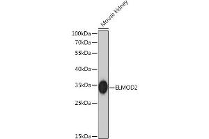 Western blot analysis of extracts of Mouse kidney, using ELMOD2 Rabbit pAb  at 1:1000 dilution. (ELMOD2 anticorps)