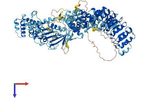 AlphaFold protein structure predicition of Human Recombinant NOD1 Protein, UniprotID Q9Y239