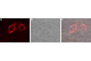 Expression of Ephrin-A1 in rat PC12 cells - Cell surface detection of Ephrin-A1 in live intact rat PC12 pheochromocytoma cells.