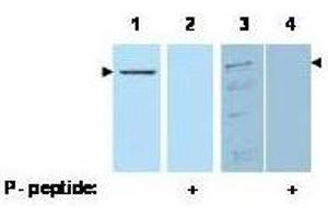 Western blot using  affinity purified anti-Pdcd4 pS457 antibody shows detection of Pdcd4 phosphorylated at Ser 457 (arrowheads). (PDCD4 anticorps  (pSer457))