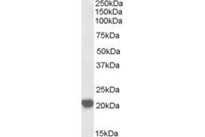 Image no. 1 for anti-Ras-Related C3 Botulinum Toxin Substrate 2 (Rho Family, Small GTP Binding Protein Rac2) (RAC2) (AA 179-192) antibody (ABIN299359) (RAC2 anticorps  (AA 179-192))