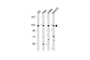 All lanes : Anti-INTS3 Antibody (Center) at 1:2000 dilution Lane 1: 293 whole cell lysate Lane 2: Hela whole cell lysate Lane 3: Jurkat whole cell lysate Lane 4: NIH/3T3 whole cell lysate Lysates/proteins at 20 μg per lane. (INTS3 anticorps  (AA 518-551))