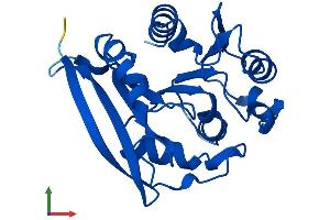 AlphaFold protein structure predicition of Mouse Recombinant Abhd14b Protein, UniprotID Q8VCR7