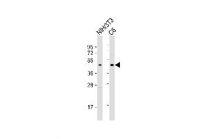 Western Blot at 1:2000 dilution Lane 1: NIH/3T3 whole cell lysate Lane 2: C6 whole cell lysate Lysates/proteins at 20 ug per lane. (CREB1 anticorps  (AA 105-132))