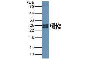 Ferritin Mitochondrial antibody  (AA 54-229)