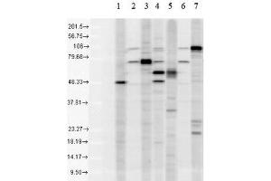Western blot analysis of Human Cell line lysates showing detection of KDEL protein using Rabbit Anti-KDEL Polyclonal Antibody (ABIN863187 and ABIN863188). (KDEL anticorps)