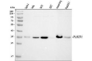 Western blot analysis of PLSCR1 using anti-PLSCR1 antibody (ABIN7599471).