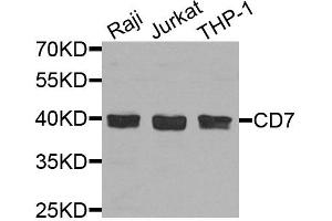 Western blot analysis of extracts of various cell lines, using CD7 antibody. (CD7 anticorps)