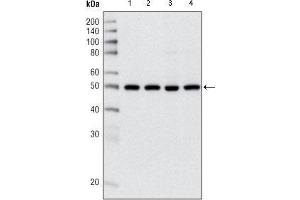 Western blot analysis using HDAC3 mouse mAb against Hela (1), NIH/3T3 (2), C6 (3) and COS (4) cell lysate. (HDAC3 anticorps  (AA 224-428))