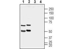 Western blot analysis of rat (lanes 1 and 3) and mouse (lanes 2 and 4) brain membranes:  - 1,2. (SYN2 anticorps  (Domain G, Intracellular))