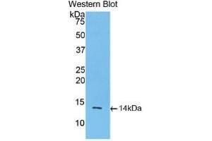 Detection of Recombinant INHbA, Rat using Monoclonal Antibody to Inhibin Beta A (INHbA) (INHBA anticorps  (AA 314-424))