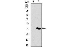 Western blot analysis using MESP2 mAb against HEK293 (1) and MESP2 (AA: 37-94)-hIgGFc transfected HEK293 (2) cell lysate.