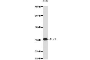 Western blot analysis of extracts of 293T cells, using PLK5 antibody (ABIN6293956) at 1:3000 dilution. (PLK5 anticorps)