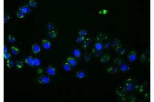Anti-PTPRE mouse monoclonal antibody (ABIN2453547) immunofluorescent staining of COS7 cells transiently transfected by pCMV6-ENTRY PTPRE (RC207950). (PTPRE anticorps)