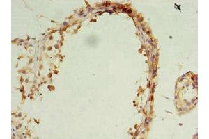 Immunohistochemistry of paraffin-embedded human testis tissue using ABIN7162127 at dilution of 1:100 (OCIAD1 anticorps  (AA 1-245))