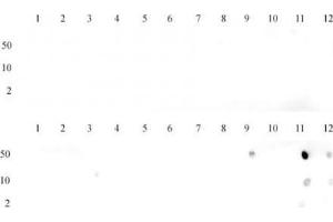 Dot blot of Histone Histone H3 dimethyl Lys36 antibody. (Histone 3 anticorps  (H3K36me2))