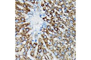 Immunohistochemistry of paraffin-embedded rat liver using HSP Rabbit mAb (ABIN7267580) at dilution of 1:100 (40x lens).