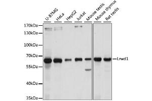 Western blot analysis of extracts of various cell lines, using Lrwd1 antibody. (LRWD1 anticorps)